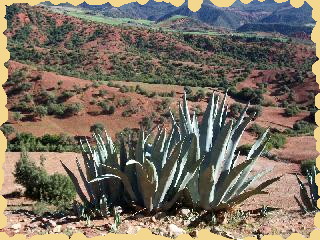 afryka maroko